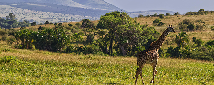 Your Ultimate Guide To Experiencing The Great Migration In Kenya