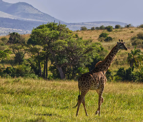 The Great Migration Season, Honeymoon Destination, Masai Mara, Kenya Tourism