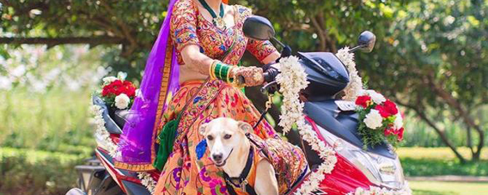 14 wedding pets who stole our hearts